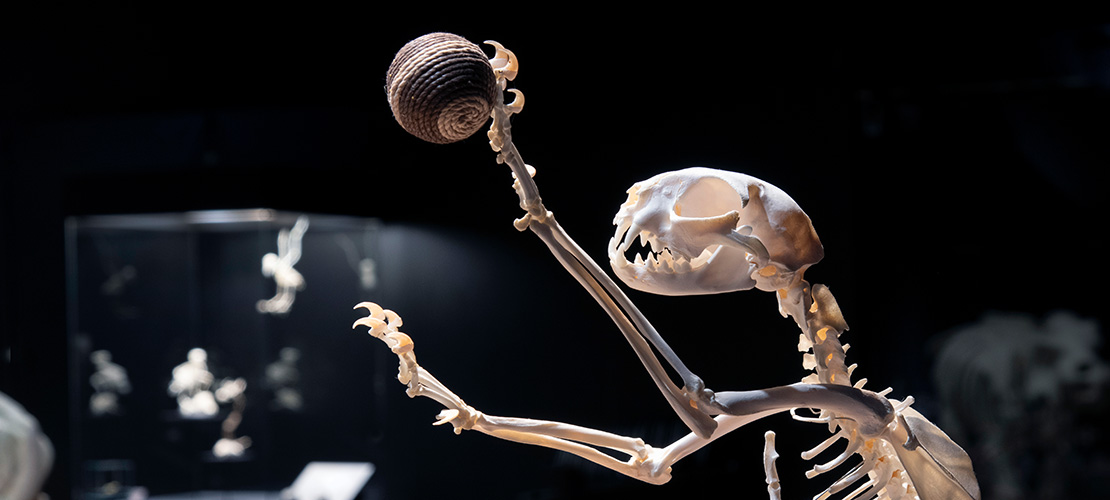 Foto des Oberkörpers eines Skeletts, das Krallen hat und - so sieht es zumindest aus - einen Ball mit einem Arm wirft.